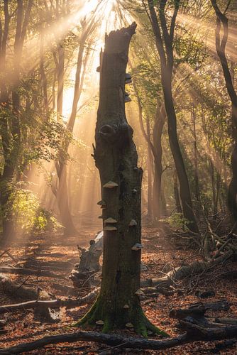 Einzelner Baum mit Sonnenstrahlen von Vincent Fennis