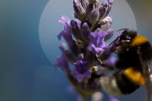 Hommel op lavendel – macro-opname tegen het licht in