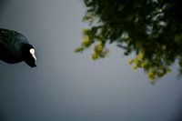 Bird in water. 