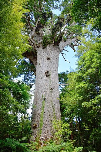 Tāne Mahuta, de grootste kauriboom