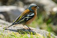 Vink, Fringilla coelebs mannetje op een steen in Schotland van Martin Stevens thumbnail