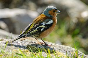 Vink, Fringilla coelebs mannetje op een steen in Schotland van Martin Stevens