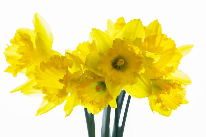 yellow daffodils in front of white by Dörte Bannasch