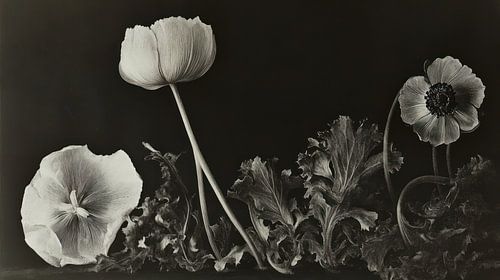 herbarium