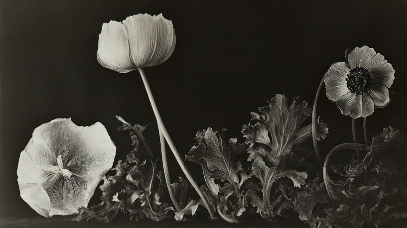 herbarium by Franka Poulain