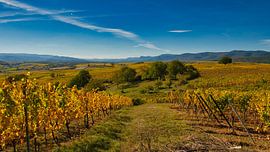 Autumn in the vineyards of Alsace by Tanja Voigt