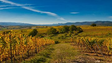 Autumn in the vineyards of Alsace by Tanja Voigt