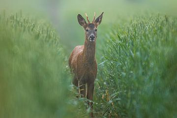 Jonge reebok staand in een groen veld met tarwe op een zomerochtend van Mario Plechaty Photography