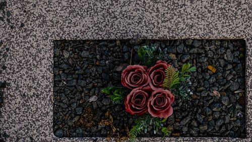 Quatre dernières roses en plastique