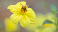 Dahlia Yellow Sneezy