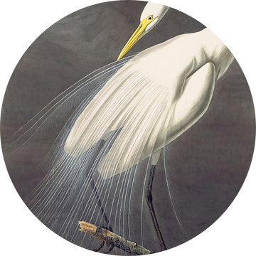 Grote zilverreiger, John James Audubon