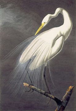 Seidenreiher, John James Audubon