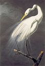 Great Egret, John James Audubon by Masterful Masters thumbnail