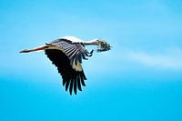 Stork