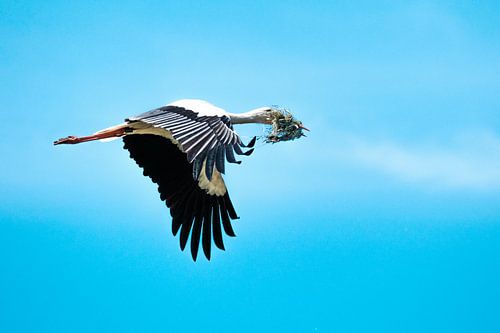 Storch