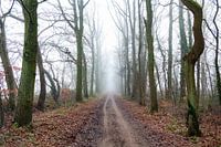 Misty way home
