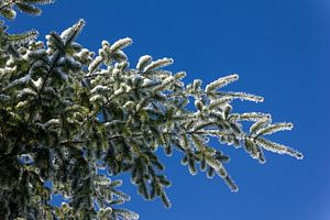 Spar in de winter, Nederland van Adelheid Smitt