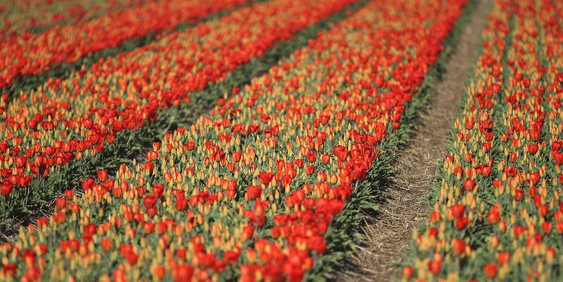 Rode tulpen van Rob Hendriks