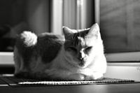 Kater in de zon
