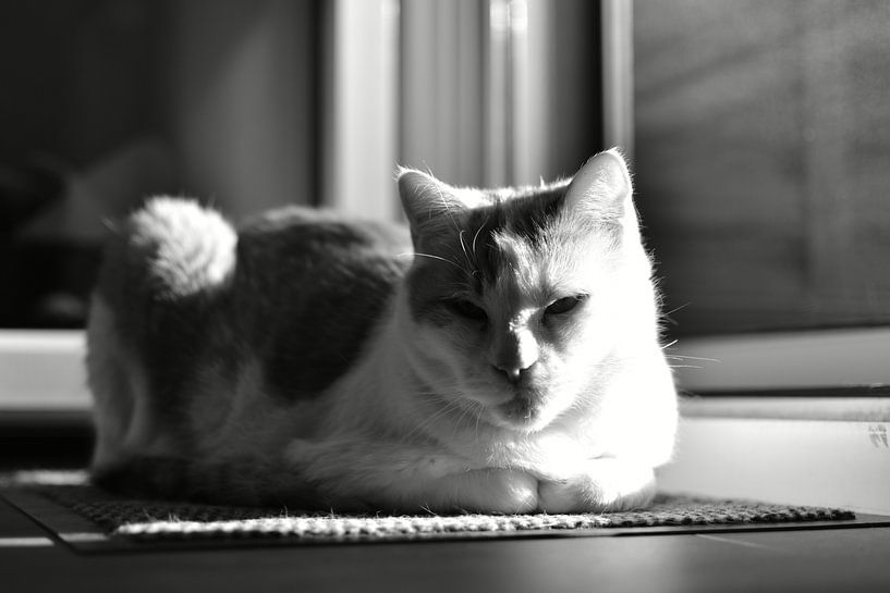 Kater in de zon van Elbkind89