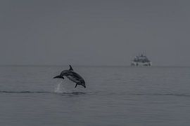 The Leap of Joy – A dolphin off Pelican Point