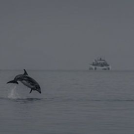 The Leap of Joy – A dolphin off Pelican Point by Christian Möller Jork