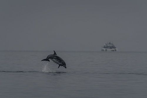 Le saut de joie – Un dauphin au large de Pelican Point sur Christian Möller Jork