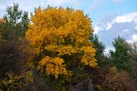 Gele herfstkleuren