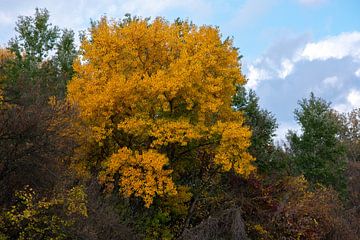 Couleurs jaunes de l'automne sur Eugenlens