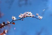 Kirschblüten am Himmel