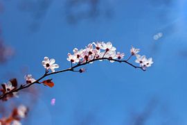 Cherry flowers in the sky by Helga Novelli