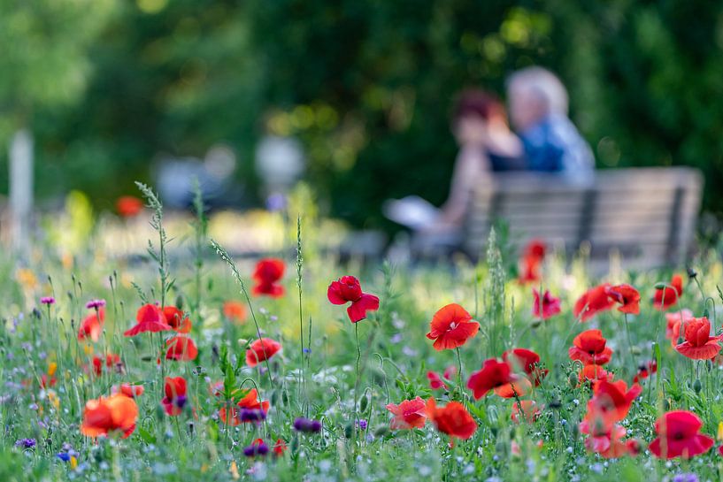 Maïspapaver in het park van de liefde van Uwe Ulrich Grün