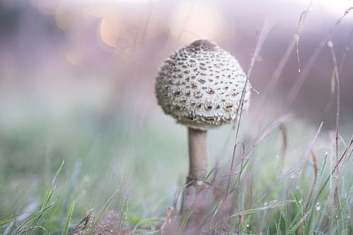 Renkums brook valley part 8