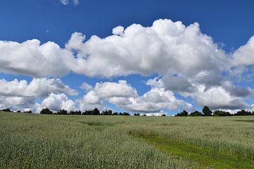 An oat field under a cloudy sky by Claude Laprise
