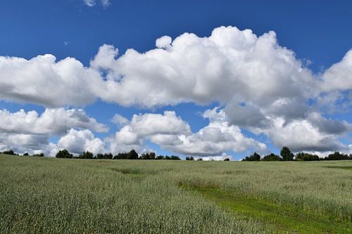 Een haverveld onder een bewolkte hemel