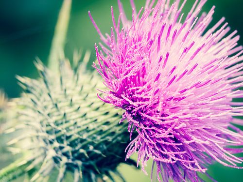 Roze Distel Bloem Close-up Macro Fotografie