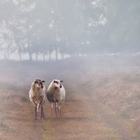 Two sheep on the heath