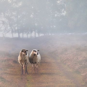 Deux moutons sur la lande sur Miny'S