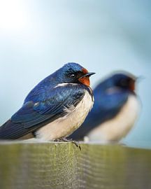 Hirondelle paysanne sur Tom Zwerver