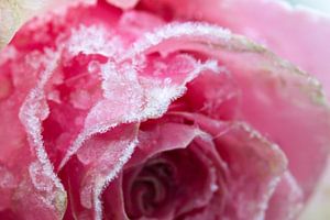 Rose avec des bords glacés