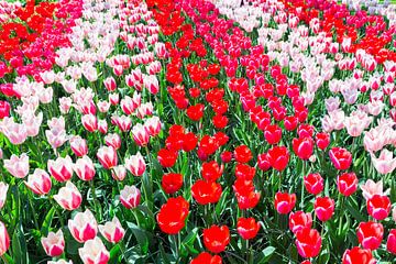 Tulpenveld met verschillende kleuren rode tulpen in rijen.