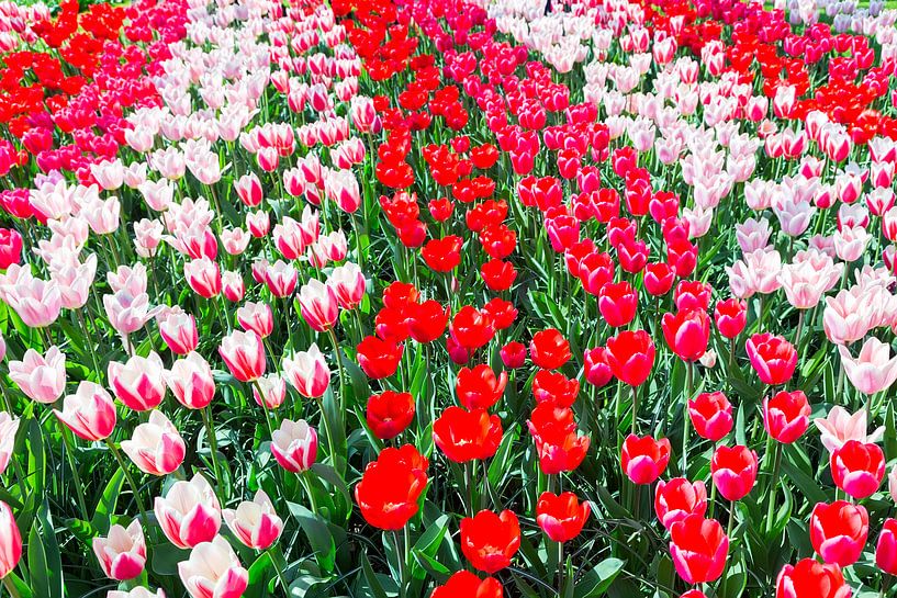 Tulpenveld mit mehreren roten und rot mit weißen Tulpen auf dem Keukenhof in den Niederlanden von Ben Schonewille