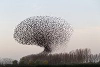Starling-Wolke