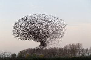 Starling-Wolke