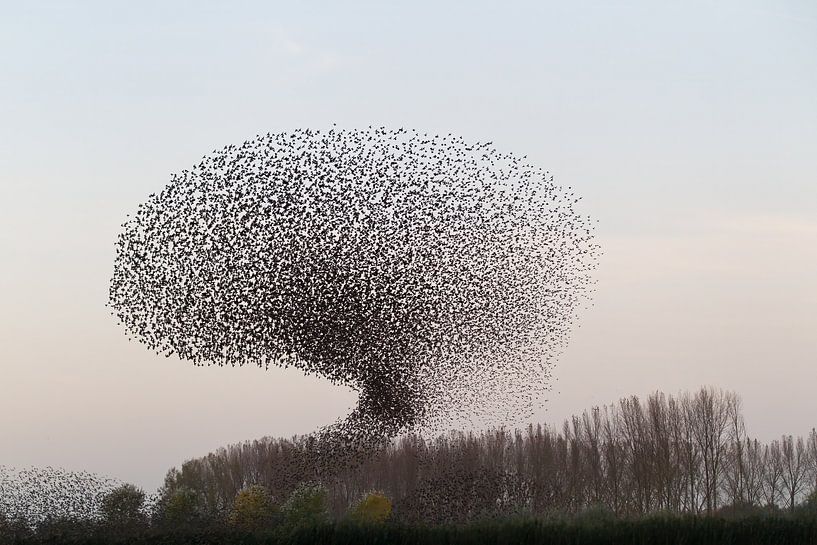 Starling-Wolke von Rob Kempers