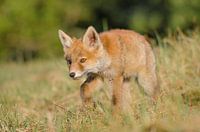 Vos - "Little Fox on the Move"