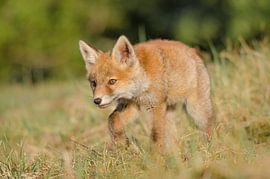 Vos - "Little Fox on the Move" van Carla Boogaard