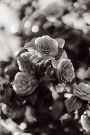 Vintage flower by Myrthe Vlasveld