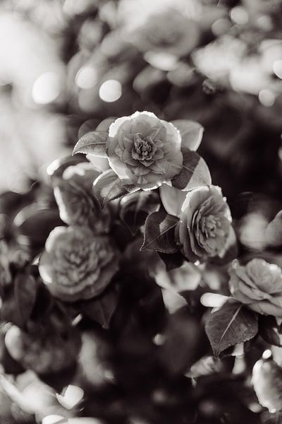 Vintage Blume von Myrthe Vlasveld