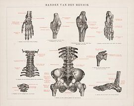 Anatomie. Bandes de l'homme sur Studio Wunderkammer